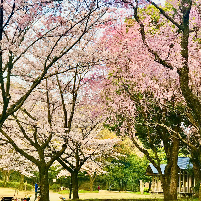 🌸都心の隠れ花見スポット：モモと桜が重なる早稲田鶴巻町🌸