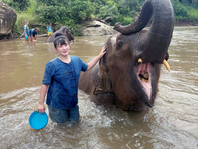 清邁｜🐘🌿Living Green Elephant Sanctuary Camp 2：走進叢林，擁抱大象的溫柔💚✨
