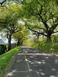 Cornwall Park: Auckland’s Green Heart