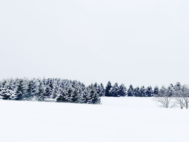 ❄️삿포로 도심에서 최고의 눈구경을 할 수 있는 ‘모에레누마 공원’ ❄️삿포로 도심에서 최고의 눈구경을 할 수 있는 ‘모에레누마 공원’