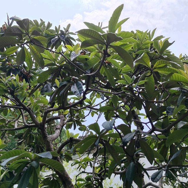 江南園林精粹✨拙政園漫遊記|蘇州古典美學大揭秘 江南園林精粹✨拙政園漫遊記|蘇州古典美學大揭秘