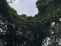生簀ランチから牧野植物園へ🌿　高知旅