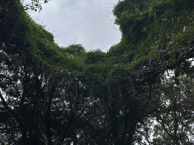 生簀ランチから牧野植物園へ🌿　高知旅