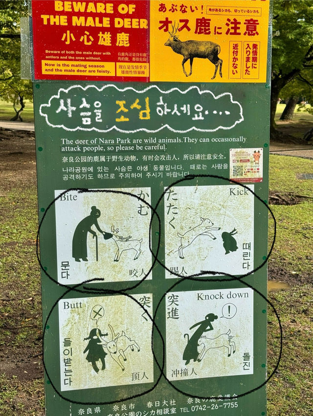 정말 나라는 “사슴의 도시”란 말이 딱이에요!🫎✔️