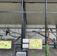 北海道旭川市旭山動物園