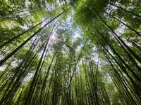 櫻花竹林秘境．石壁山壯麗之旅