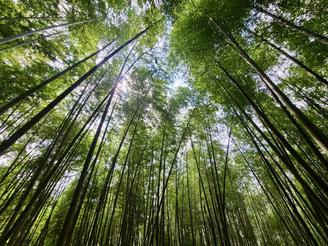 櫻花竹林秘境．石壁山壯麗之旅