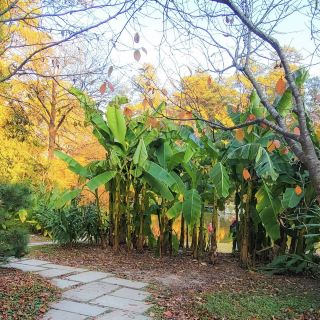 Сады Сары П. Дьюк