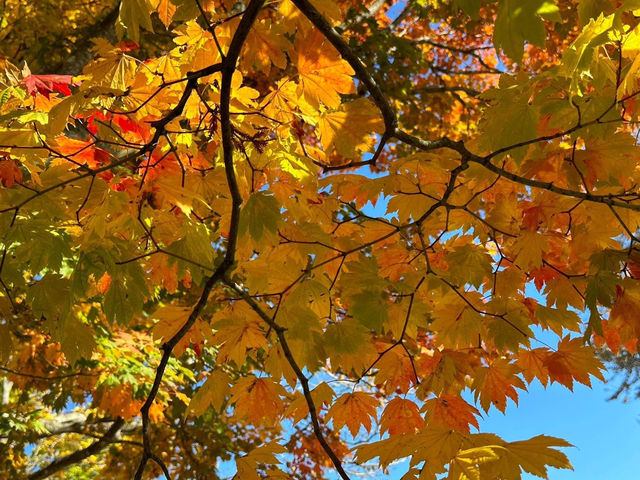 跟著松尾芭蕉的足跡～東北奧之細道賞楓