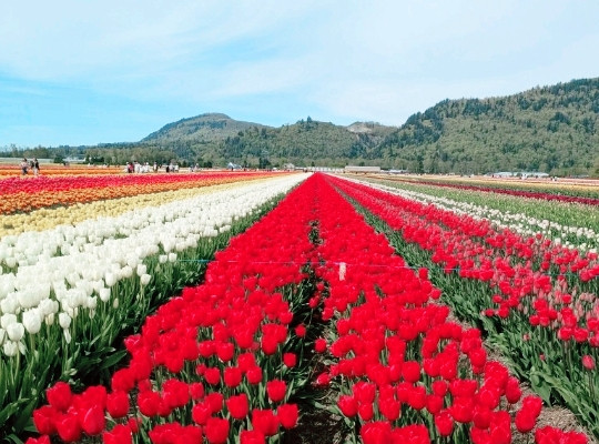 花畑 アガシの春の雰囲気と満開の花畑に大感動🌸🌷！ | Trip.com アガシーズ