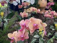 🌺 A Scenic Hideaway: Camellia Hill, Jeju