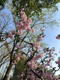 The BEST places to See Cherry Blossoms in Shanghai