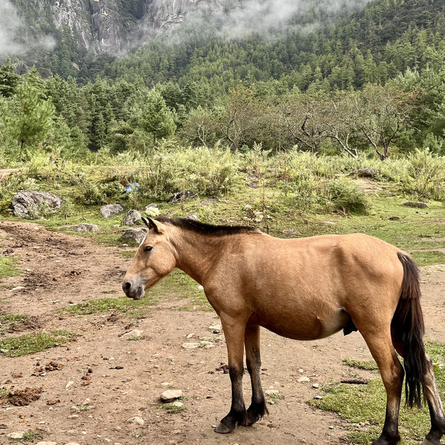 🏞️✨ A Journey to Bhutan’s Tiger's Nest! ✨🏞️