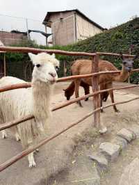 【🇵🇪ペルー】アレキパでアルパカを無料で見れる場所🦙