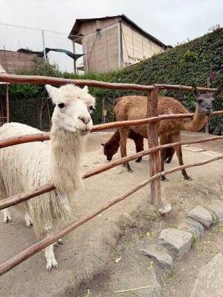 [🇵🇪เปรู] สถานที่ชมอัลปากาฟรีในอาเรกีปา🦙