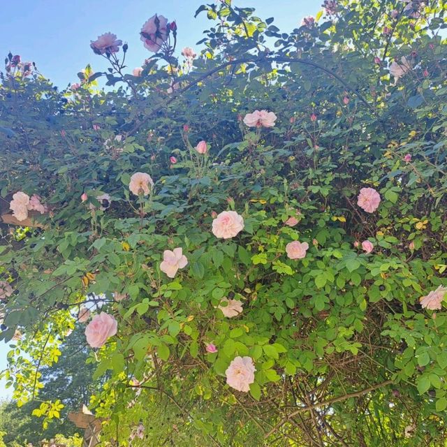 德國--巴伐利亞--Kurpark Bad Wörishofen香草玫瑰公園