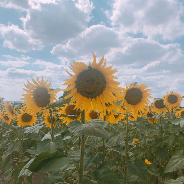 [London Suburbs 🇬🇧] Flower Fields 💜🌻