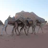Wadi Rum Experience 🌵🐪