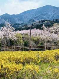 Spring Stroll at Fujikawa Craft Park