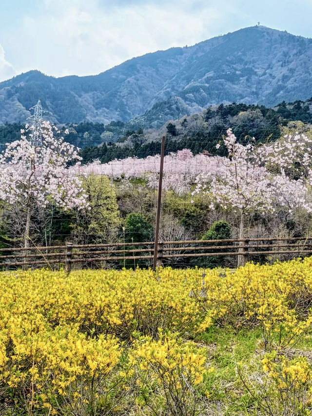 Spring Stroll at Fujikawa Craft Park