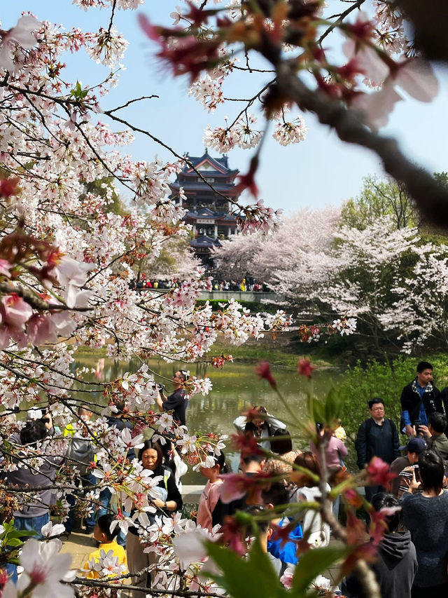 Wuxi’s Cherry Blossom Forest – What a Find!!