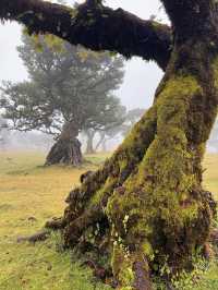 🌺 Madeira, Portugal – Europe’s Garden Island & Hiking Paradise