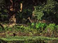 Into the Wild: Exploring Chitwan National Park, Nepal 