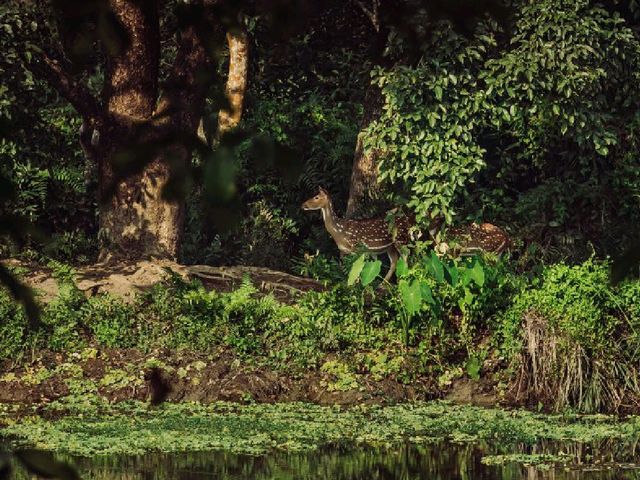 Into the Wild: Exploring Chitwan National Park, Nepal 