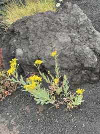 🇮🇹 西西里島卡塔尼亞：埃特納火山（Etna) 🌋