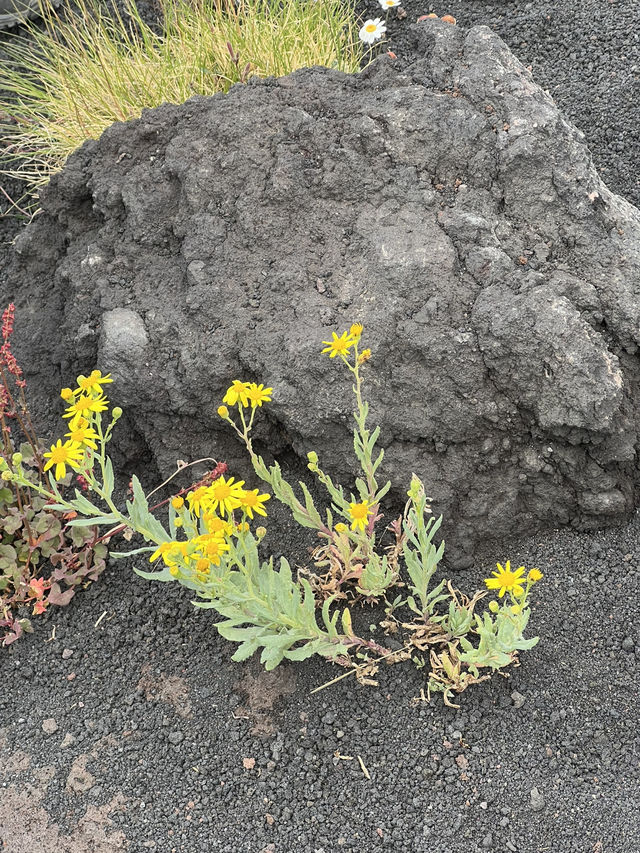 🇮🇹 西西里島卡塔尼亞：埃特納火山（Etna) 🌋