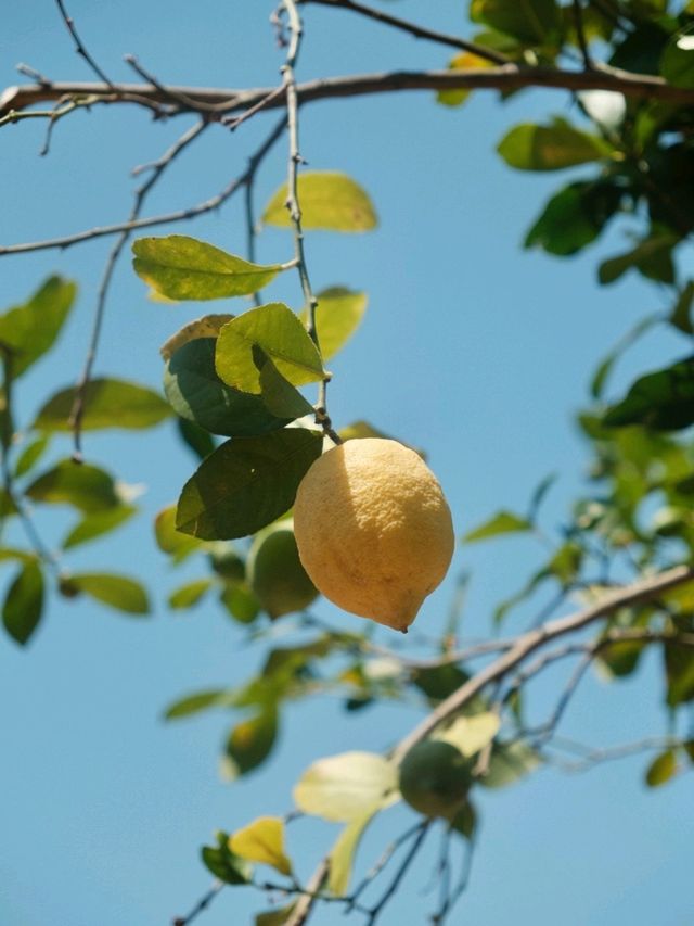 A Citrus Escape in Sóller, Mallorca 🍋🌿