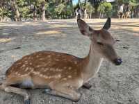 🦌 Nara’s Peaceful Charm – Deer & Temples