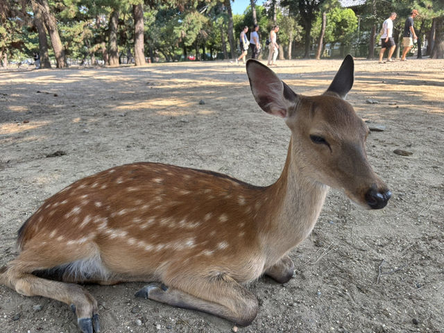 🦌 Nara’s Peaceful Charm – Deer & Temples