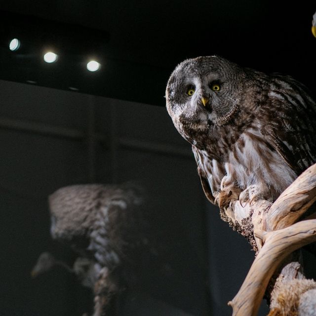 🦖Helsinki Natural History Museum: Finland’s Wonders of Nature 🌿✨