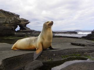 Darwin's Dream 🐢: Up Close with Giant Tortoises & Playful Sea Lions in the Galápagos!