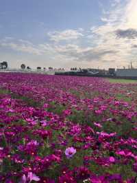 美濃花海漫遊美照隨手拍