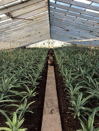 Pineapple Paradise🍍