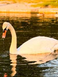 Glide Through History: Punting in Cambridge