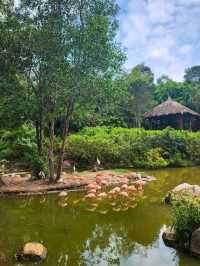 A morning with giraffes at Vinpearl Safari Phu Quoc