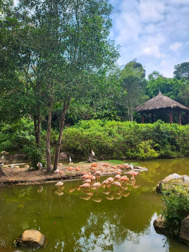A morning with giraffes at Vinpearl Safari Phu Quoc