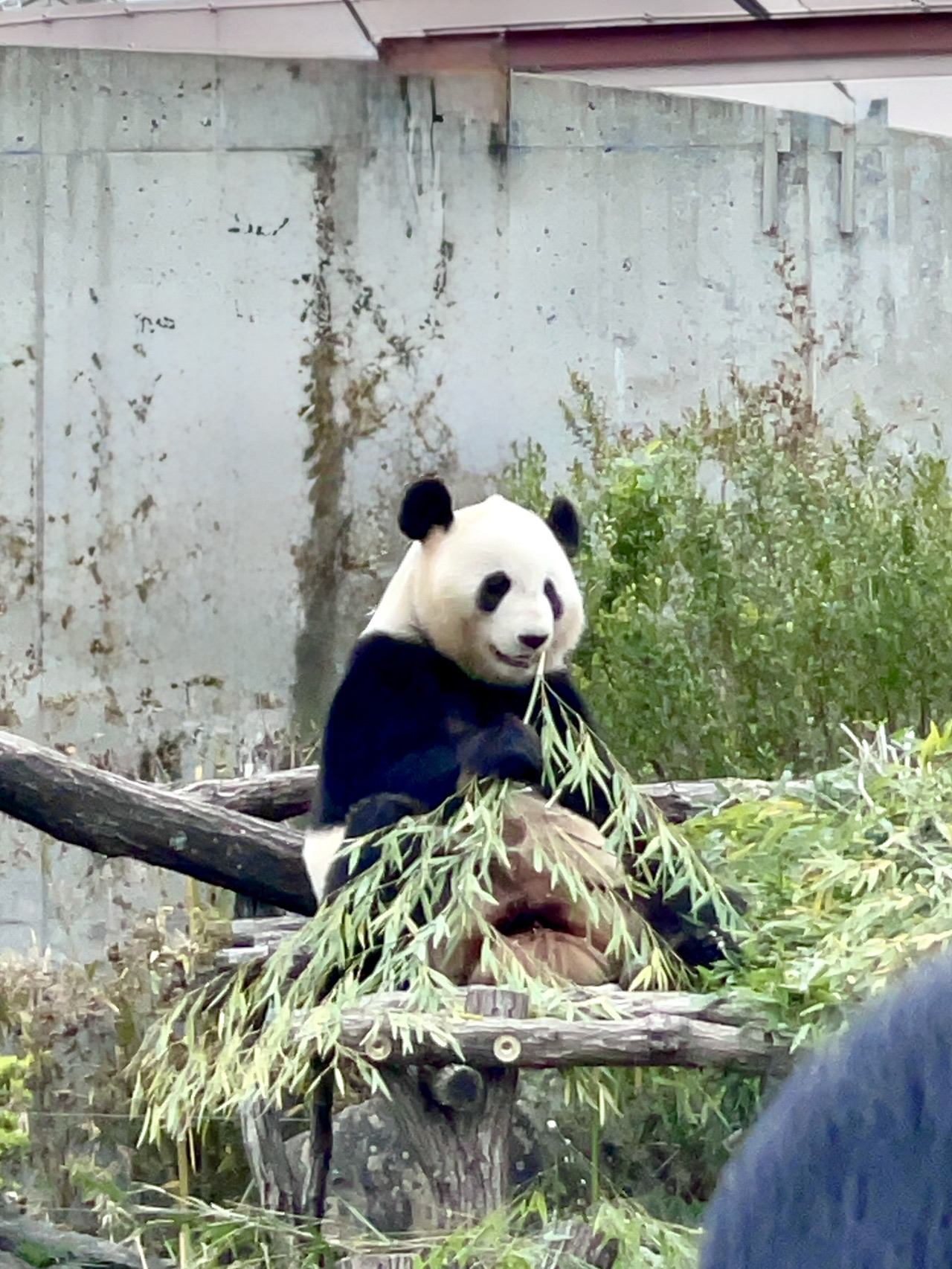 🐼 Adventure World Shirahama Guide: More Than Just Pandas