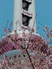 Shanghai in Bloom - Oriental Pearl Tower🌷🌸