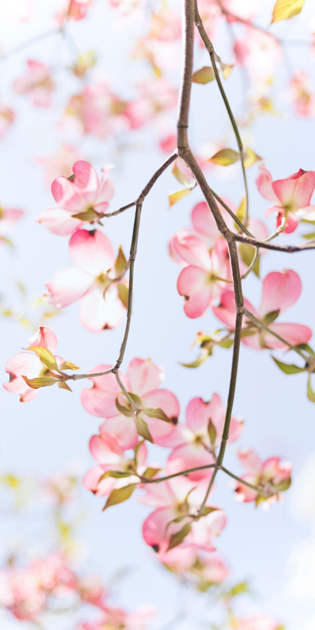 Yuzhong District Travel Guide 2024 Things to Do, What To Eat & Tips