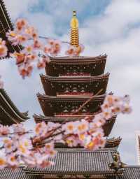 ❤️❤️Japan Cherry Blossom Season | Top 5 Cherry Blossom Viewing Spots in Tokyo