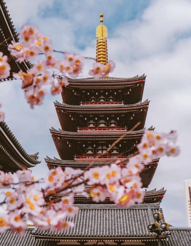 ❤️❤️Japan Cherry Blossom Season | Top 5 Cherry Blossom Viewing Spots in Tokyo