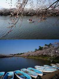 Spring is here, go to Japan and attend a cherry blossom festival!