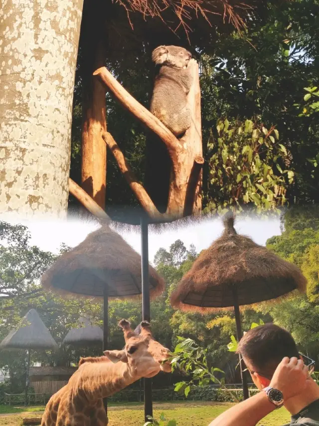 【廣州景點推薦】男女老少都適合的動物園之旅