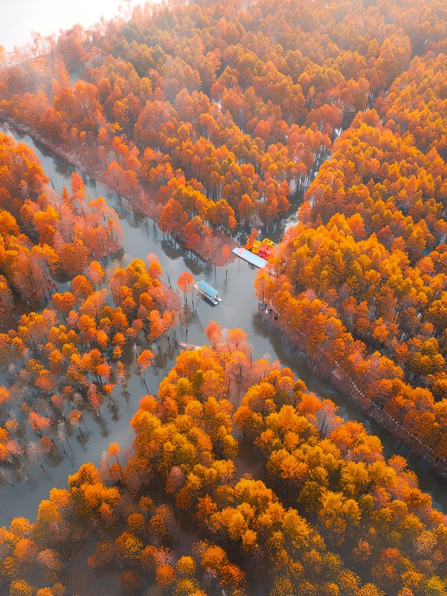 巧了！拍了國家地理同款水上落羽紅杉林