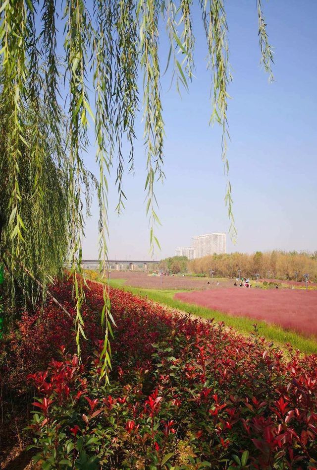 渭柳濕地公園——景色優美的網紅打卡地！