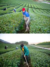 千島湖抹茶莊園｜在綠茶園中體驗日式生活